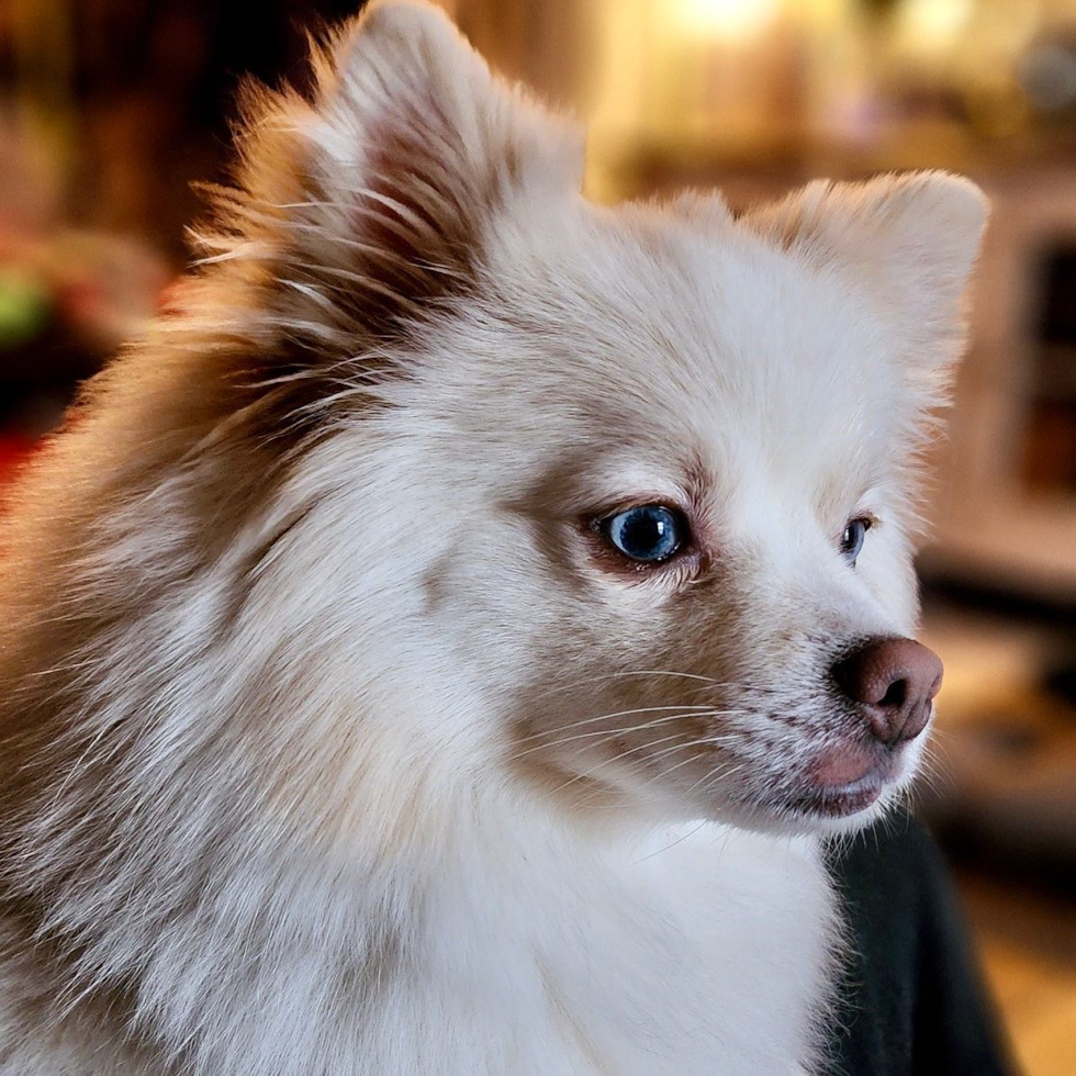 Cute Pomsky Pup in Mc Lean VA