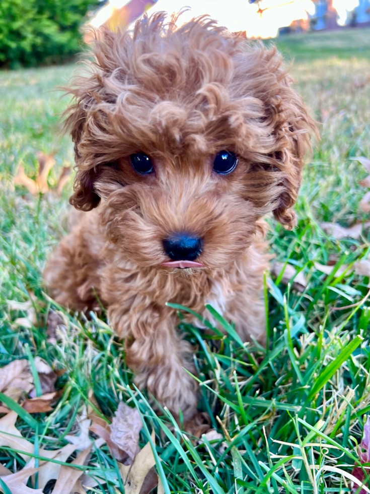 Cavapoo Being Cute