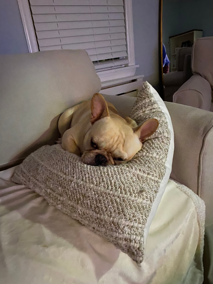 French Bulldog Being Cute