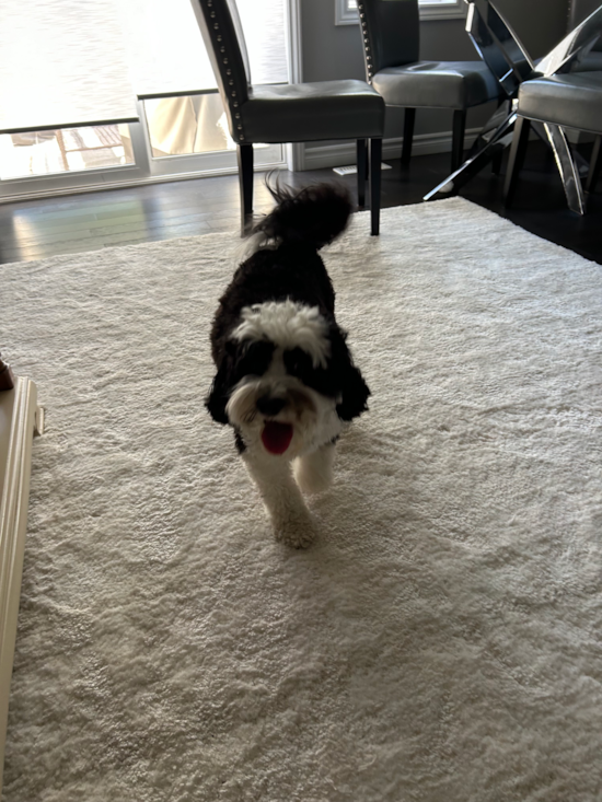 Mini Sheepadoodle