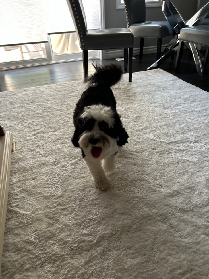 Mini Sheepadoodle Being Cute