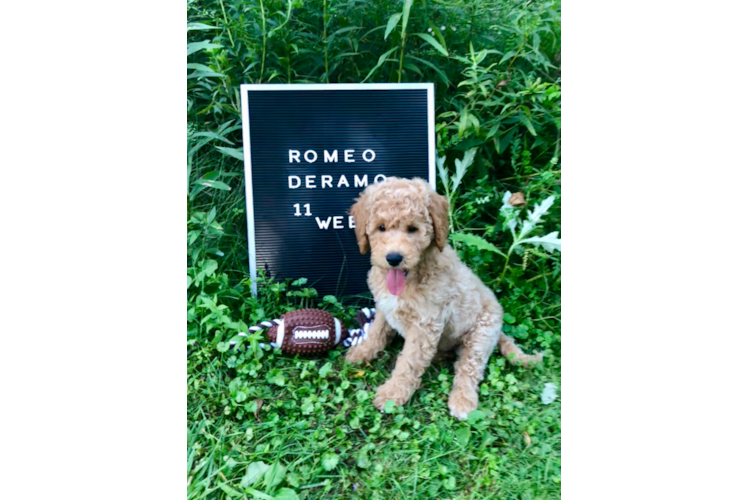 Mini Goldendoodle Puppy for Adoption