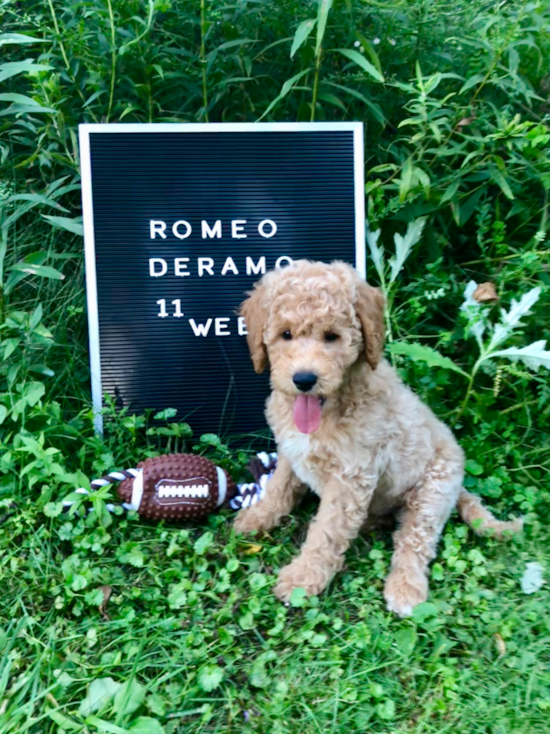 Mini Goldendoodle Being Cute