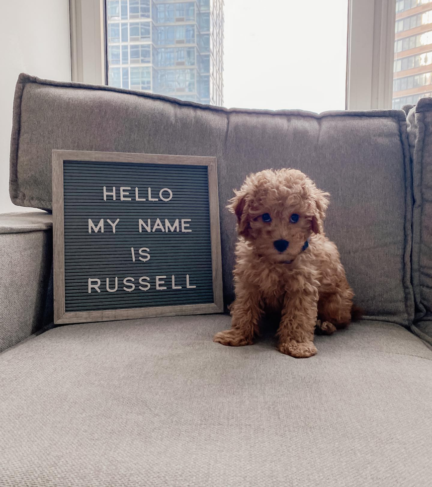 Mini Goldendoodle Being Cute