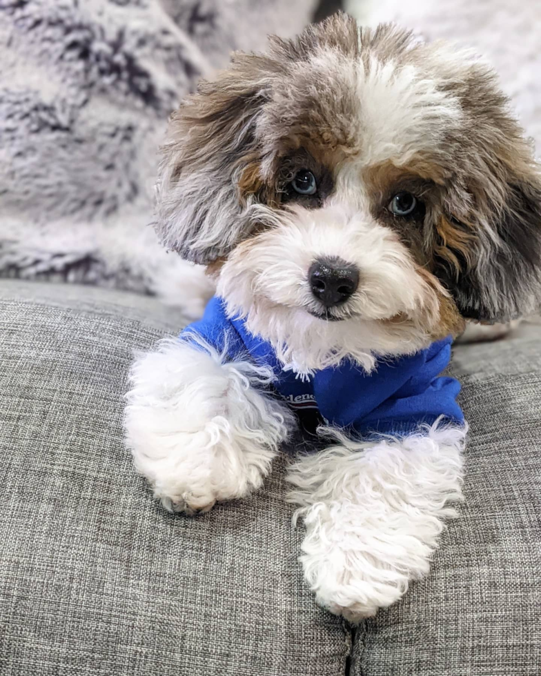 Adorable Shihpoo Poodle Mix Pup