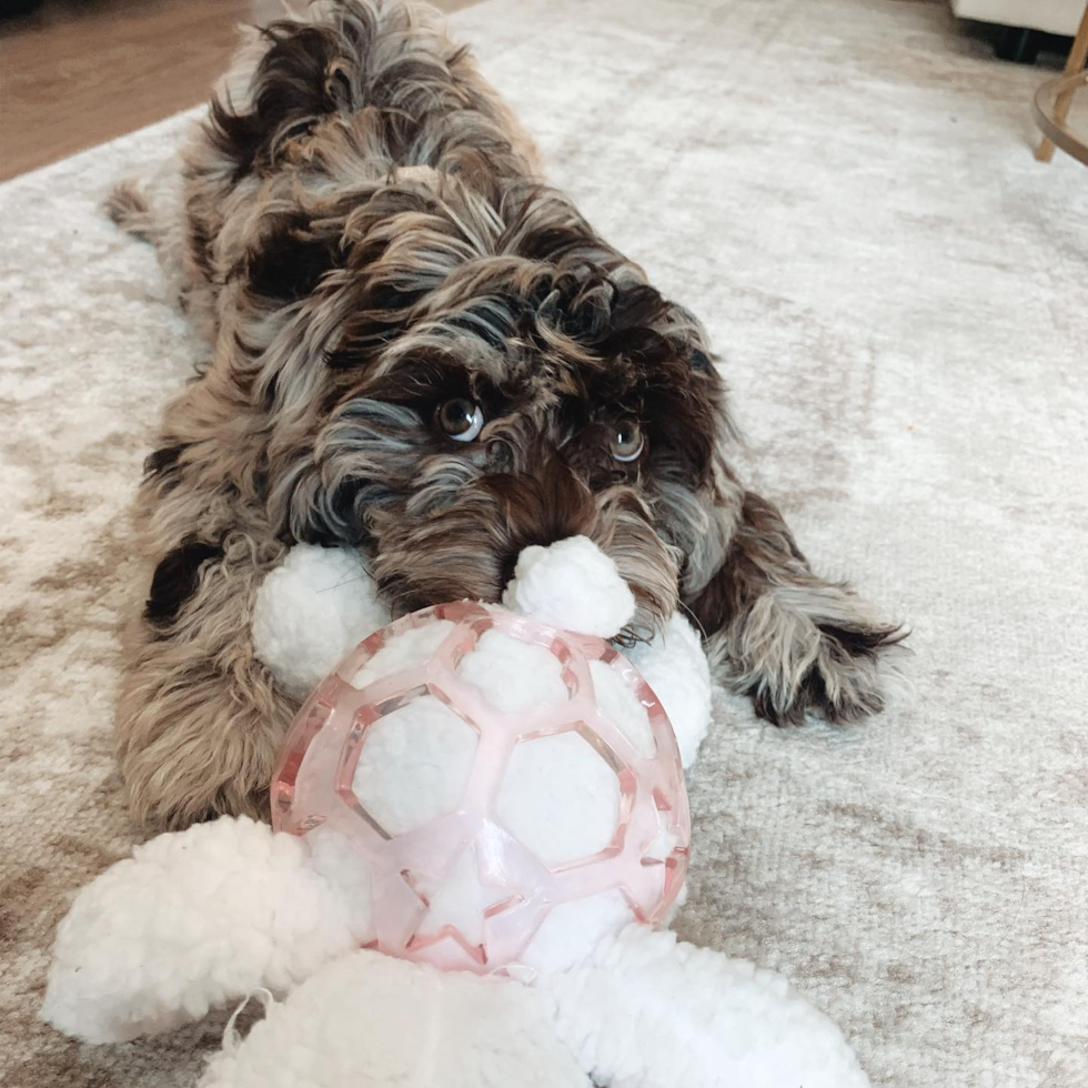 Small Mini Labradoodle Pup in Stamford CT