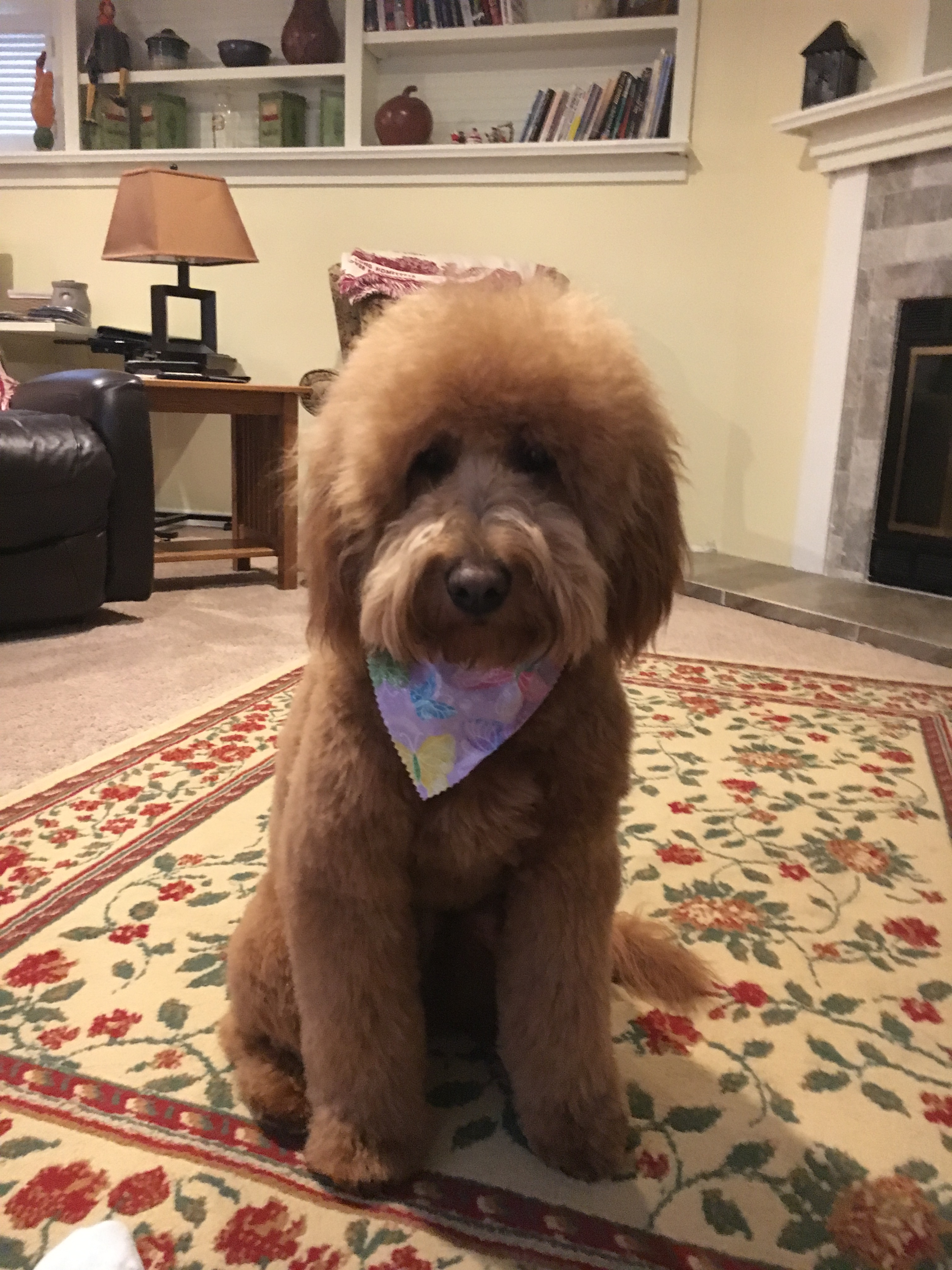 Cute Mini Goldendoodle Baby