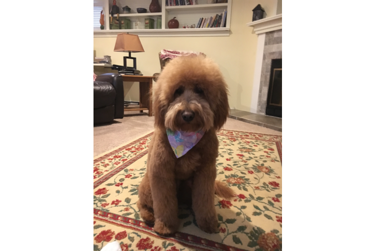 Cute Mini Goldendoodle Baby