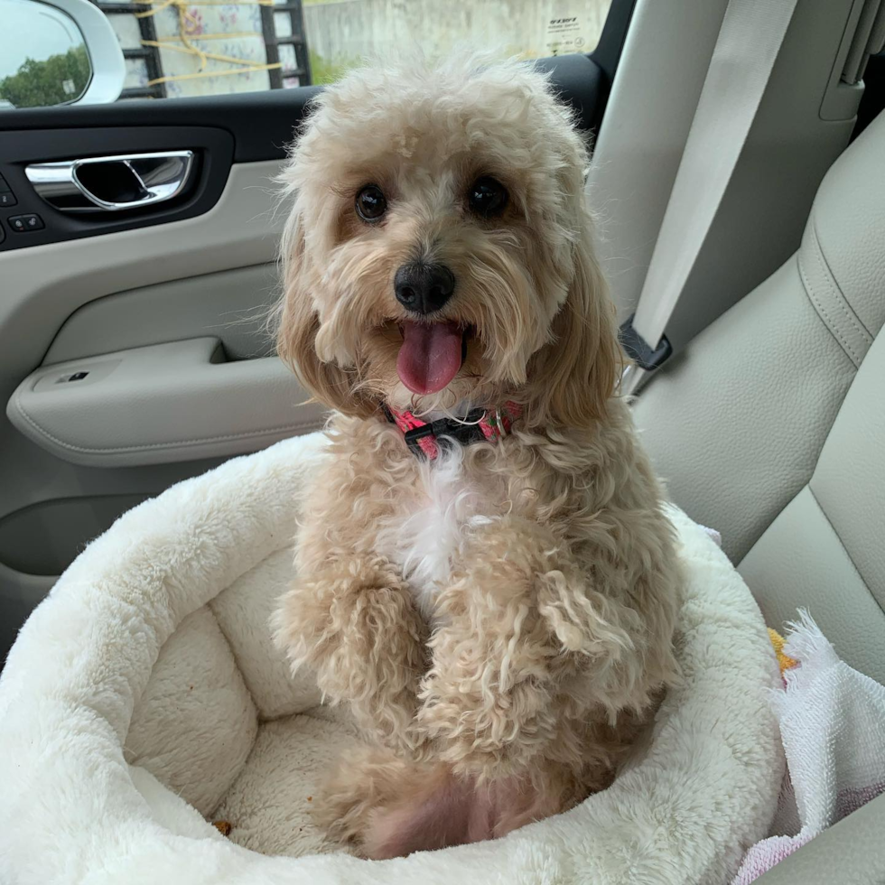 Playful Cavoodle Poodle Mix Pup