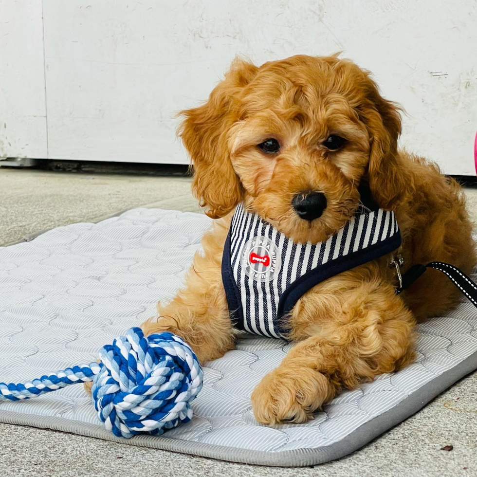 Fluffy Mini Goldendoodle Poodle Mix Pup