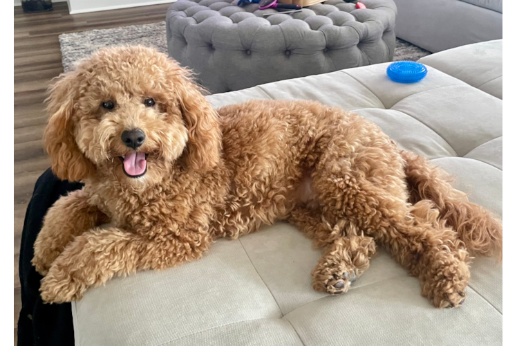 Funny Mini Goldendoodle Poodle Mix Pup