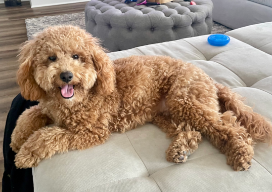 Small Mini Goldendoodle Pup