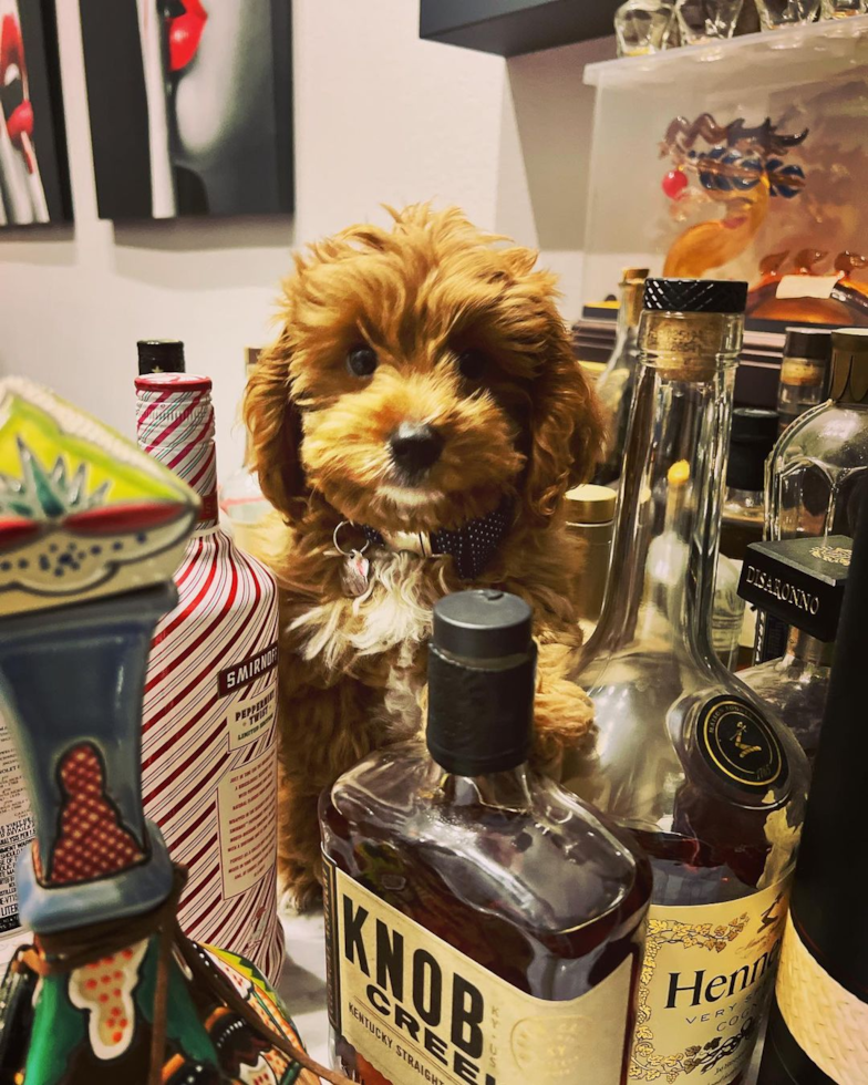 Happy Cavapoo Pup in San Diego CA