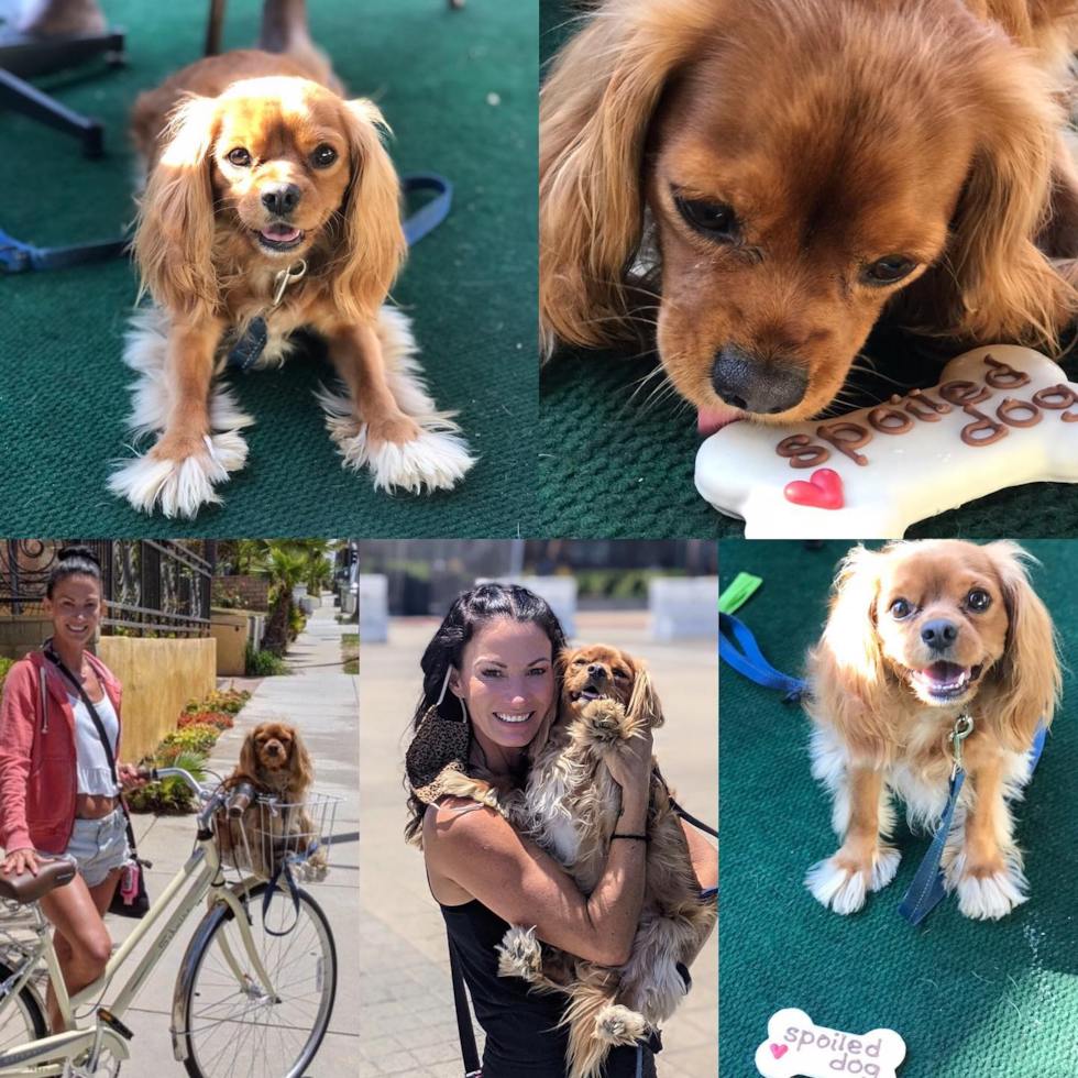 Cavalier King Charles Spaniel Being Cute