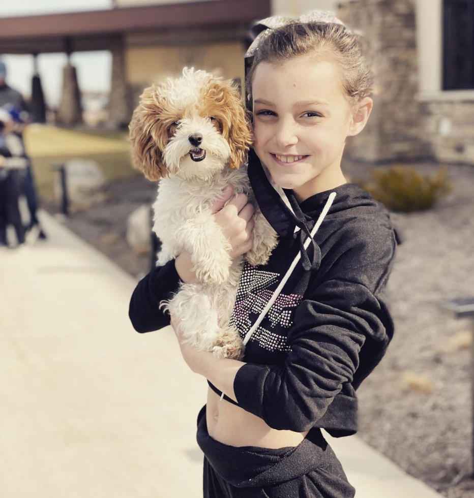 Fluffy Maltipoo Poodle Mix Pup