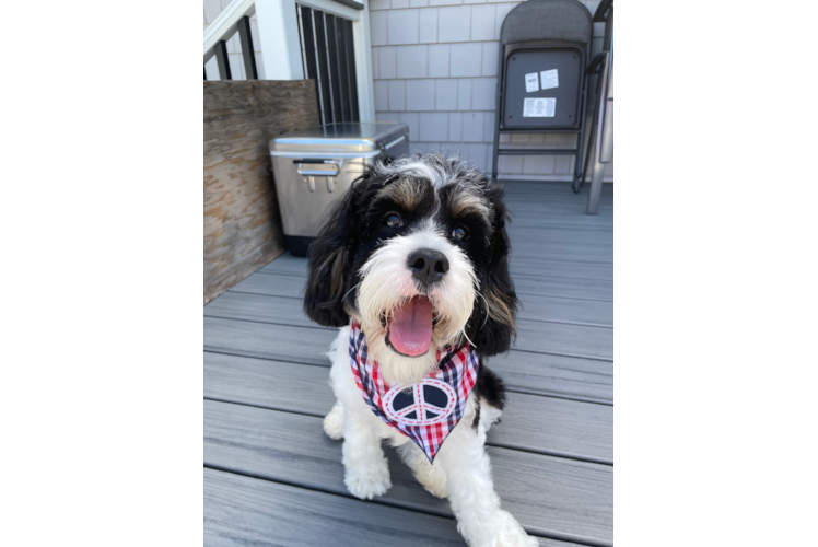 Smart Cavapoo Poodle Mix Pup