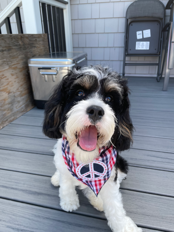 Popular Cavapoo Poodle Mix Pup