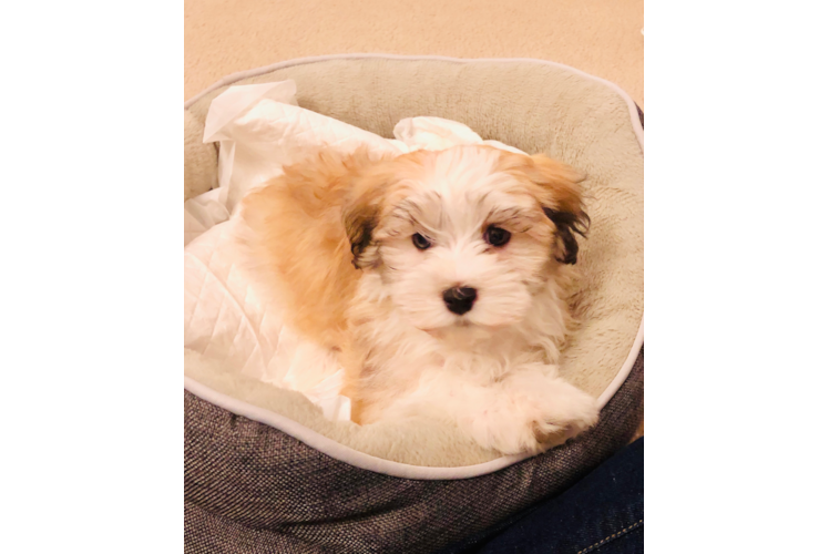 Havanese Pup Being Cute