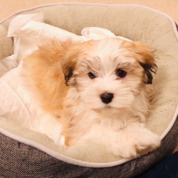 Friendly Havanese Pup