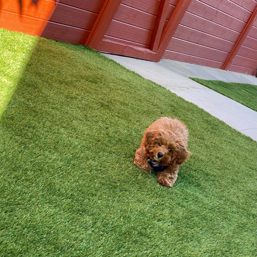 San Diego Cavapoo Pup