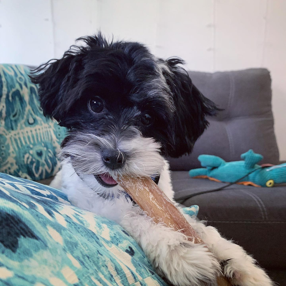 Popular Havapoo Poodle Mix Pup