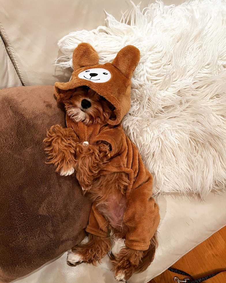 Playful Cavoodle Poodle Mix Pup