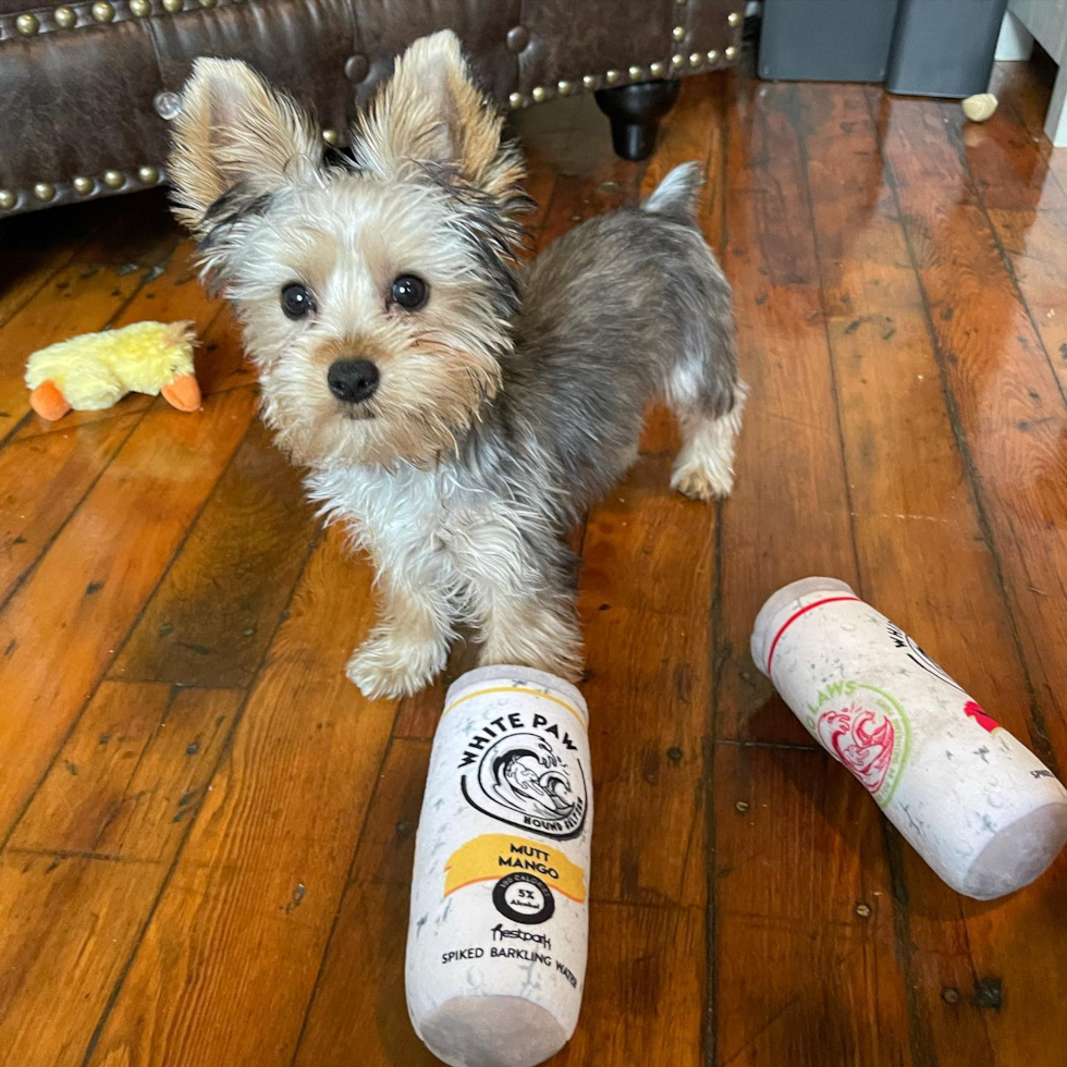 Coventry Yorkshire Terrier Pup