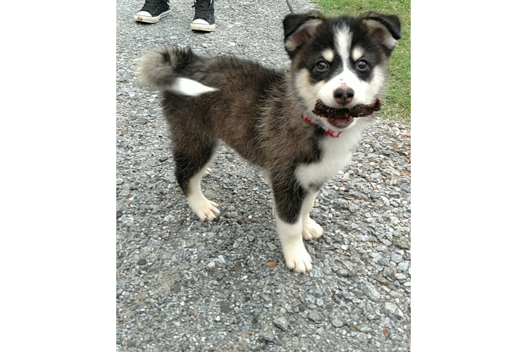 Popular Pomsky Designer Pup