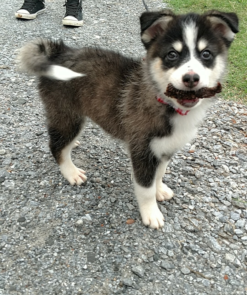 Hypoallergenic Mini Husky Designer Pup