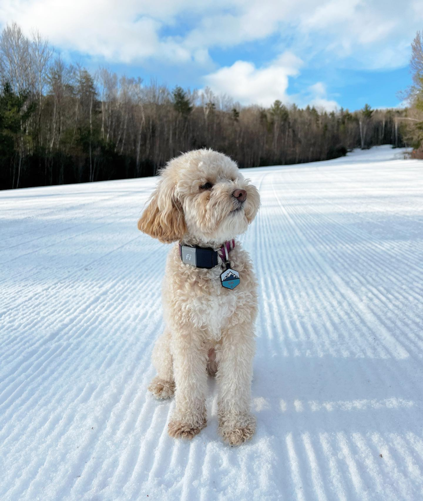 Popular Poodle Purebred Pup