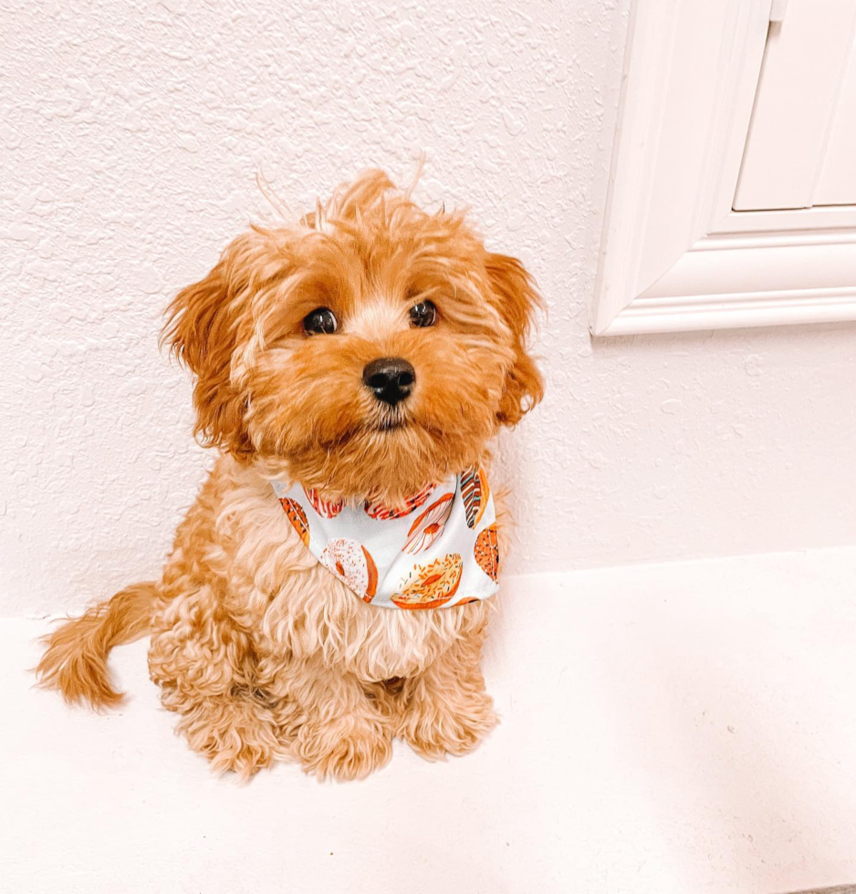 Friendly Cavapoo Pup in San Bernardino CA