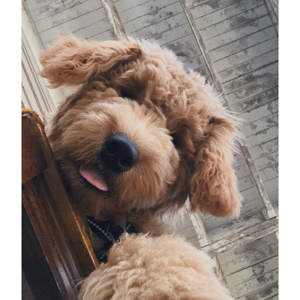 Fluffy Mini Goldendoodle Poodle Mix Pup