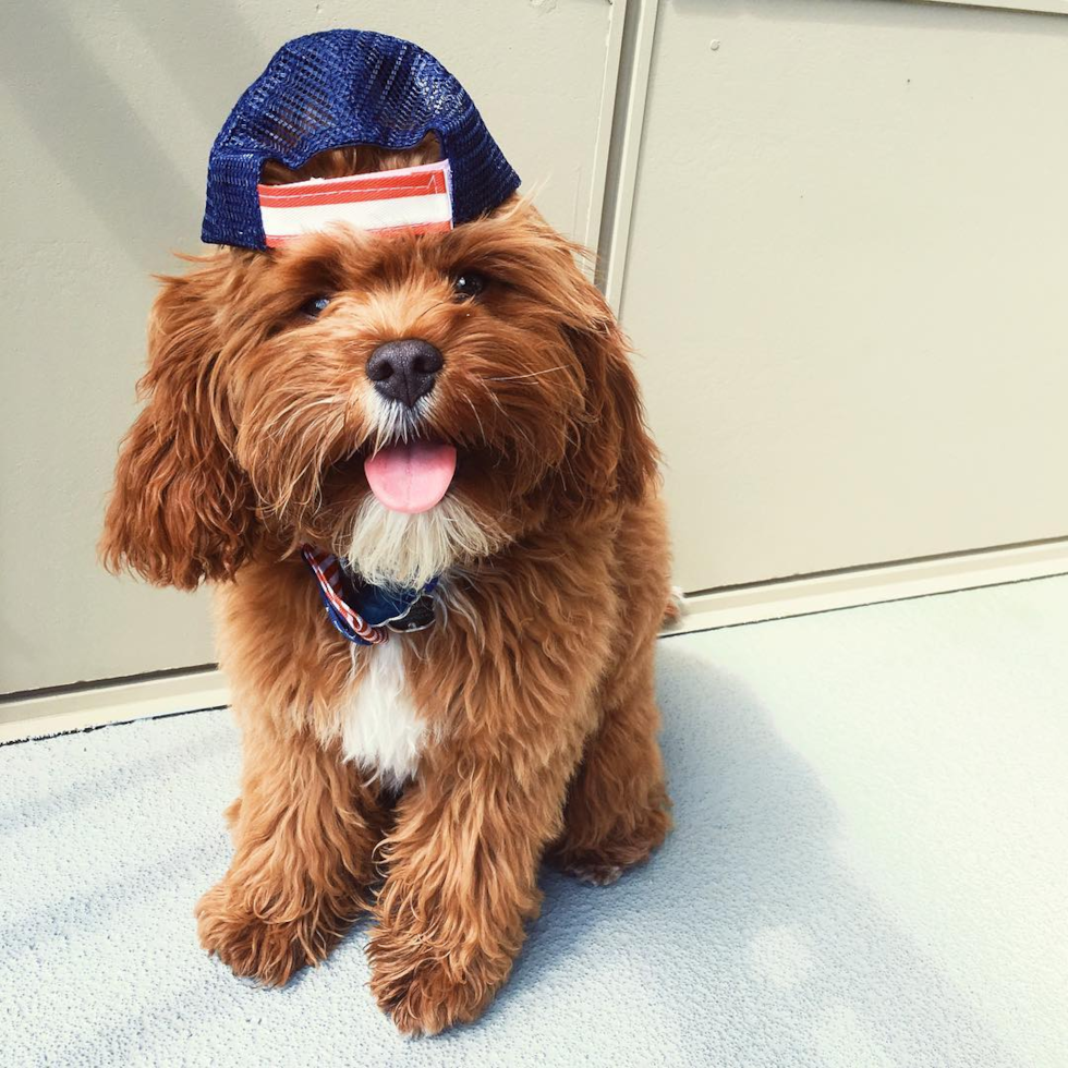 Adorable Cavoodle Poodle Mix Pup