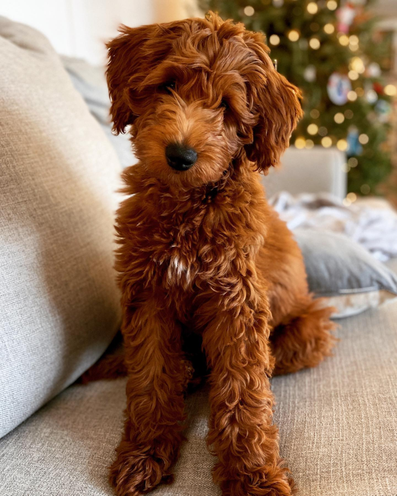 Petite Mini Goldendoodle Poodle Mix Pup