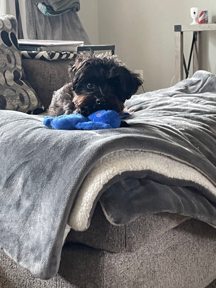 Adorable Yorkie Doodle Poodle Mix Pup