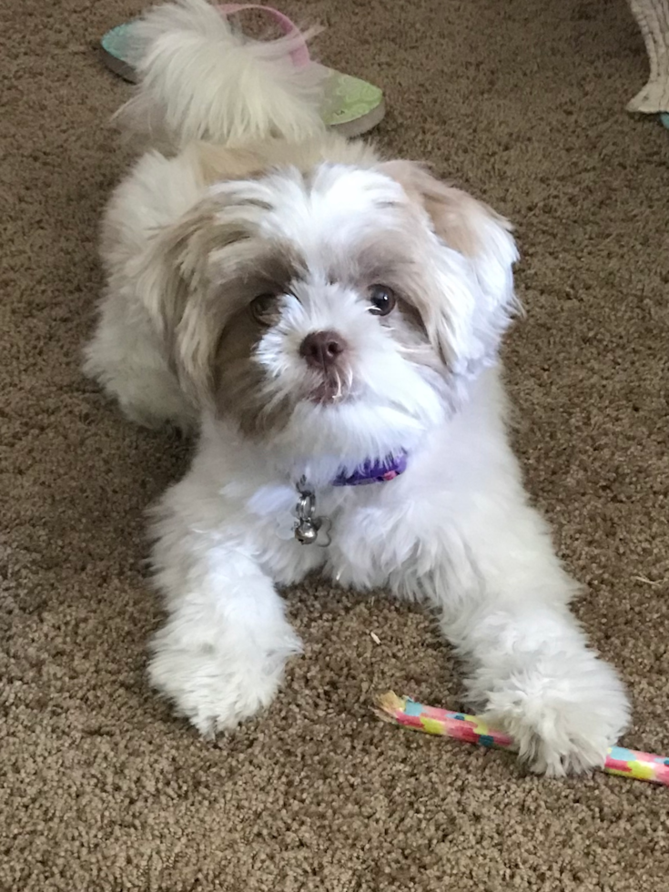 Adorable Shichon Designer Pup