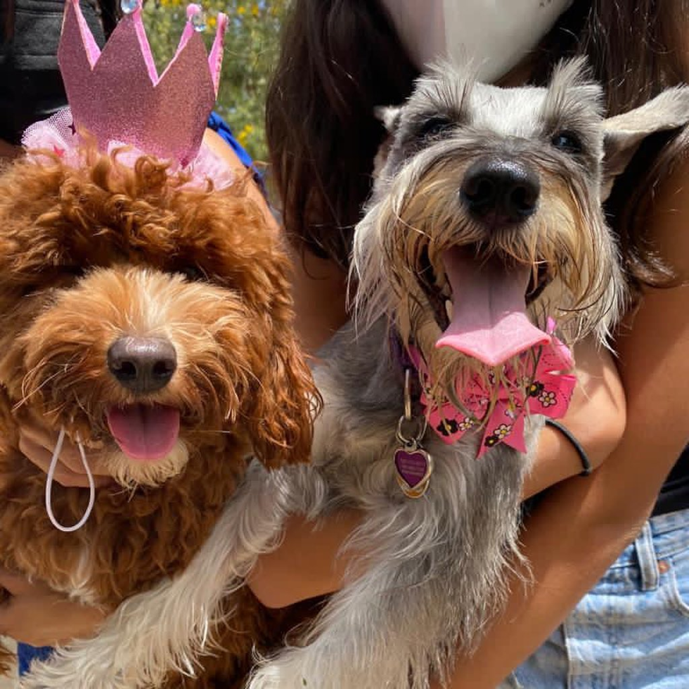 Popular Cavapoo Poodle Mix Pup