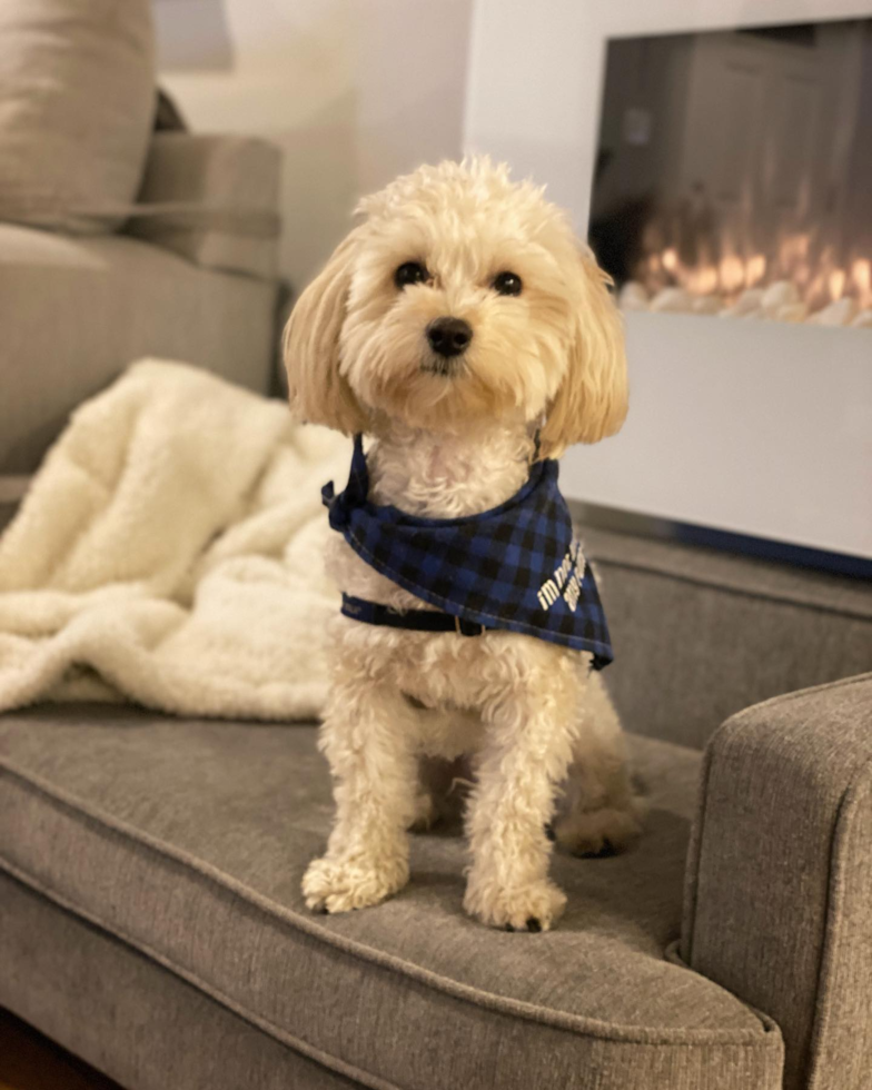 New York Maltipoo Pup