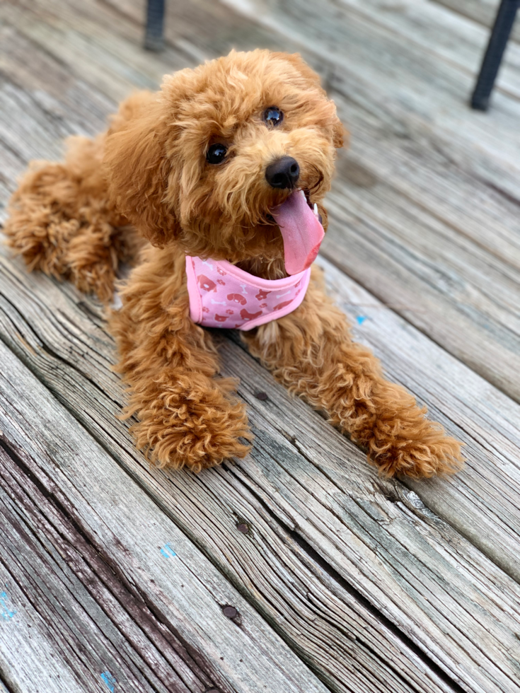 Popular Poodle Purebred Pup