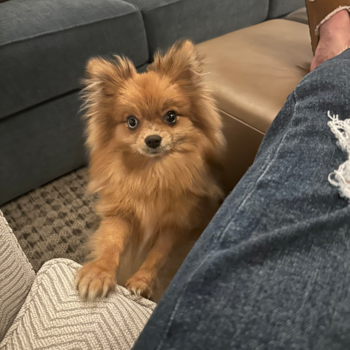 Akc Registered Pomeranian Purebred Pup