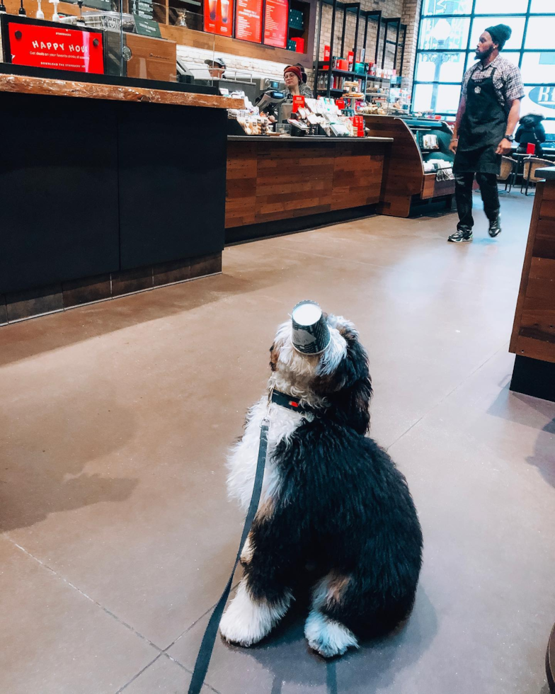 BLOOMFIELD HILLS Mini Bernedoodle Pup