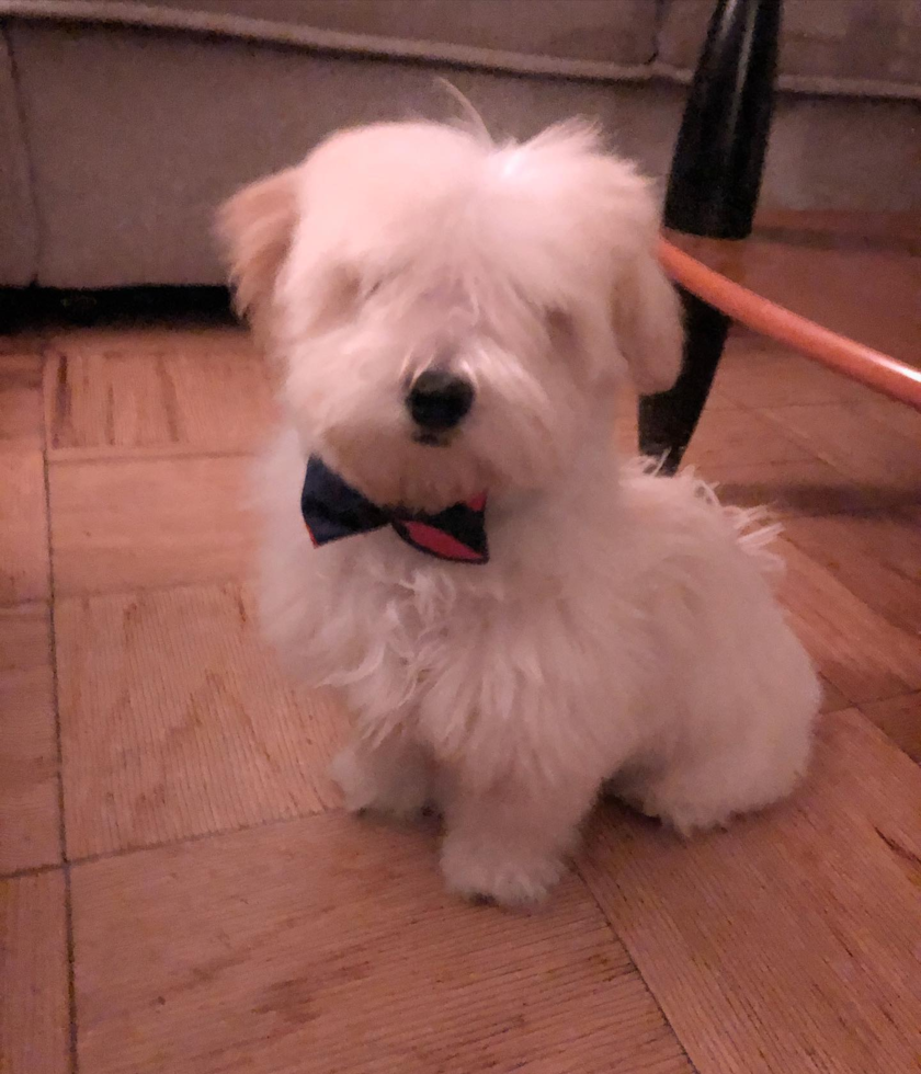 New York Maltipoo Pup