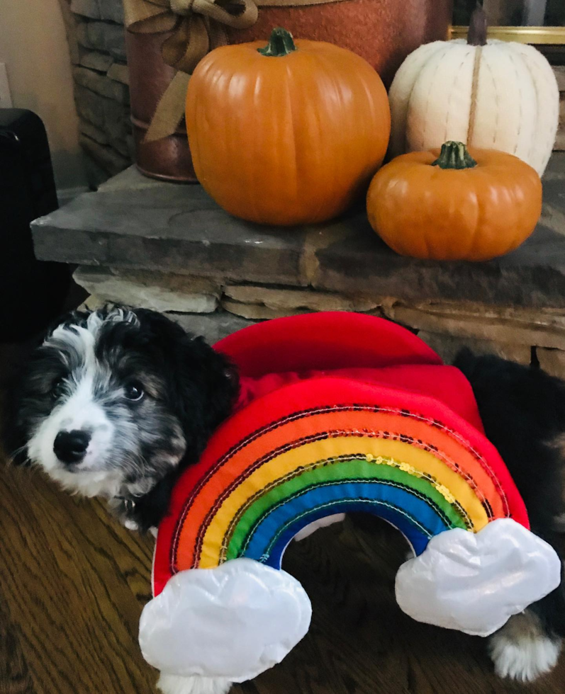 Happy Mini Aussiedoodle Pup in Loveland OH