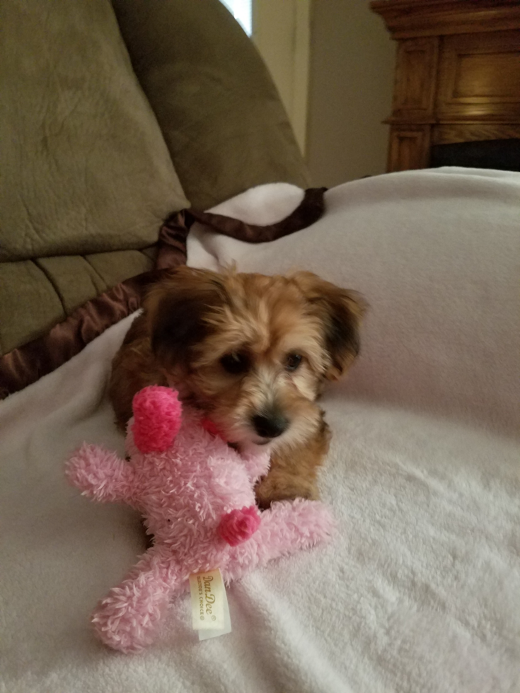 Energetic Yorkie Designer Pup