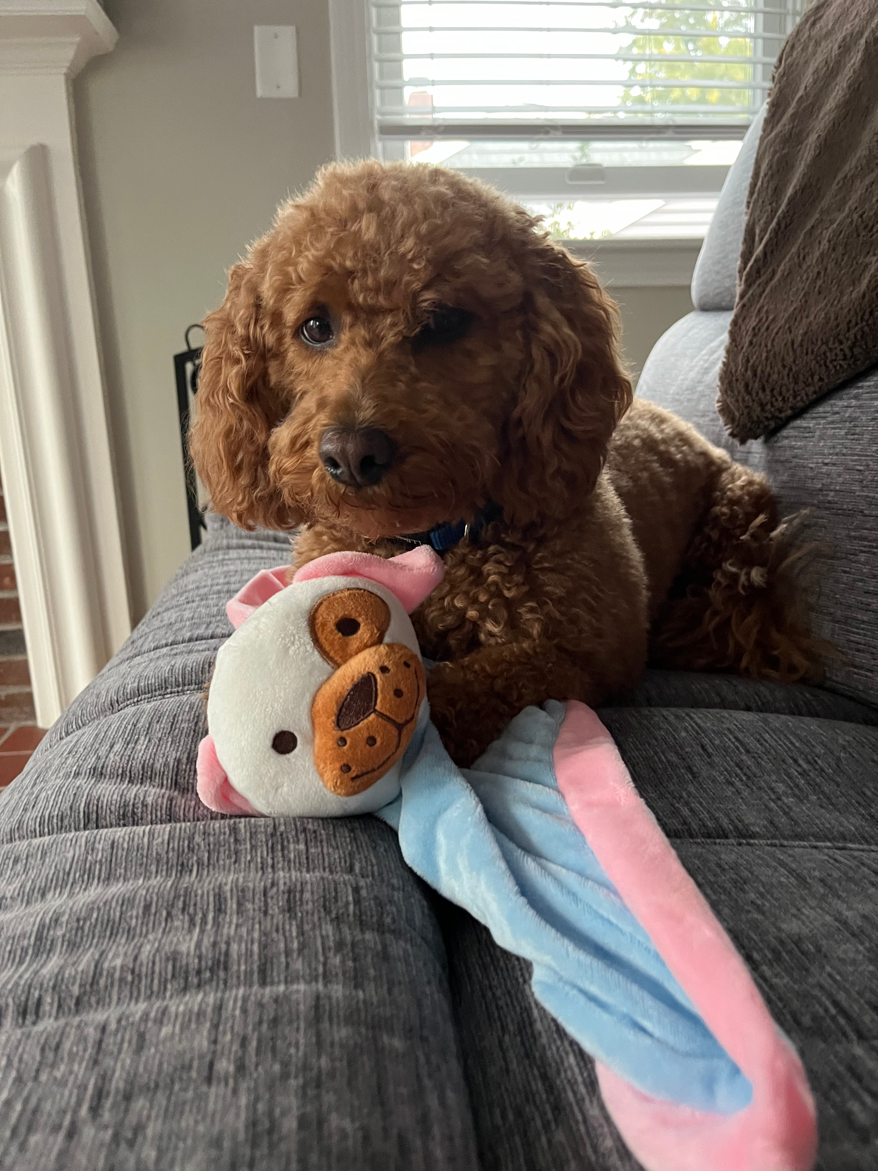 Mini Goldendoodle Pup Being Cute