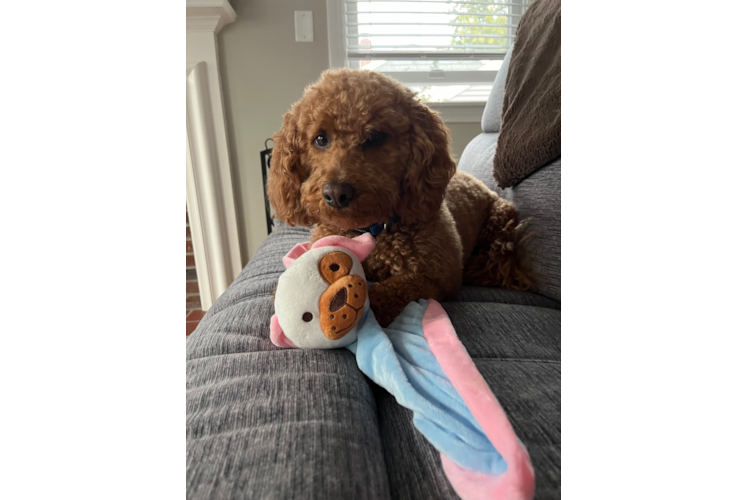 Mini Goldendoodle Pup Being Cute