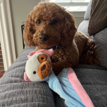 Smart Mini Goldendoodle Poodle Mix Pup