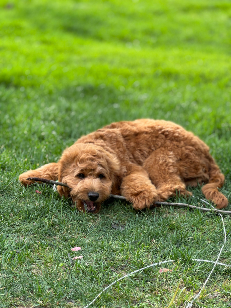 Adorable Golden Retriever Poodle Mix Poodle Mix Pup