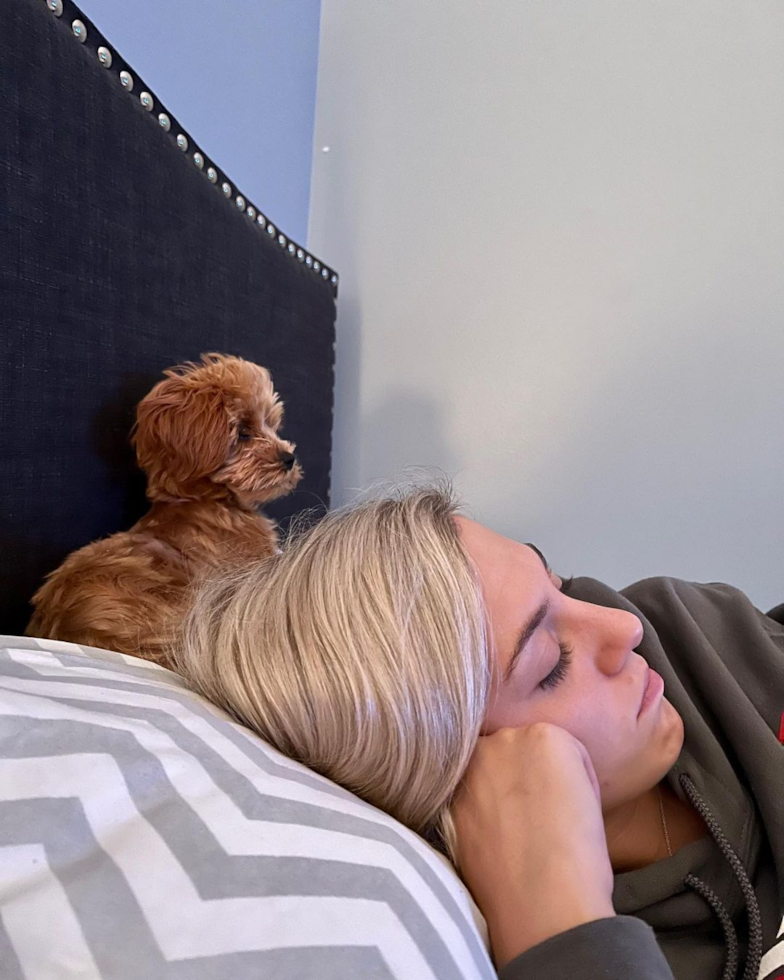 Sweet Cavapoo Pup