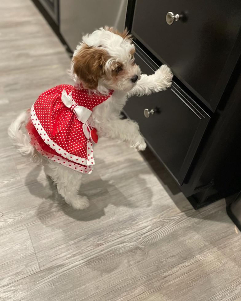 Smart Cavapoo Poodle Mix Pup